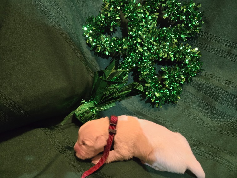 ASHLEY 1 WEEK BURGANDY BEST