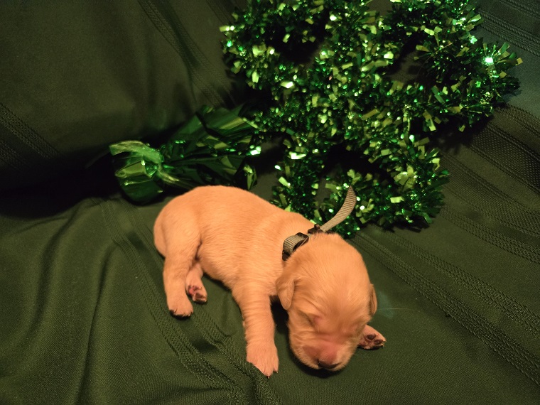 ASHLEY 1 WEEK GREEN BEST