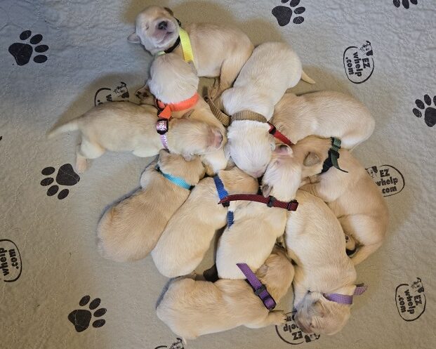 ASHLEY 1 WEEK GROUP BEST