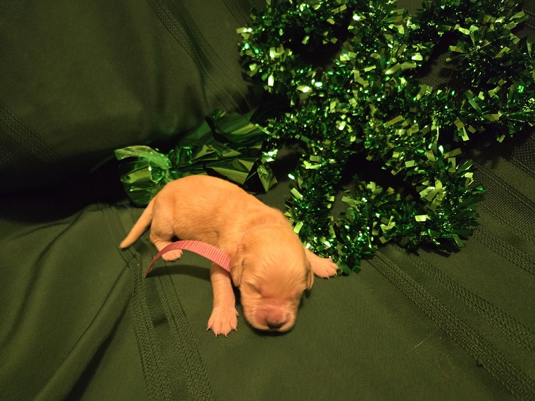 ASHLEY 1 WEEK PINK BEST