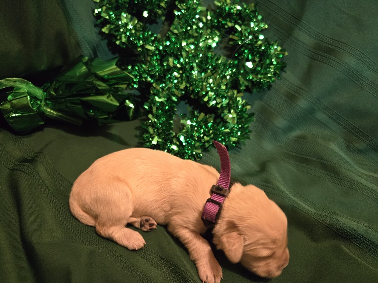 ASHLEY 1 WEEK PURPLE BEST