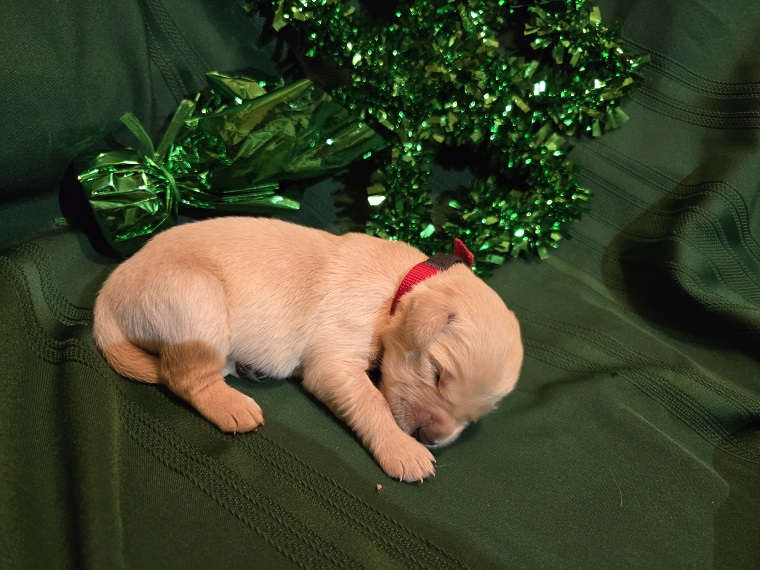 ASHLEY 1 WEEK RED BEST