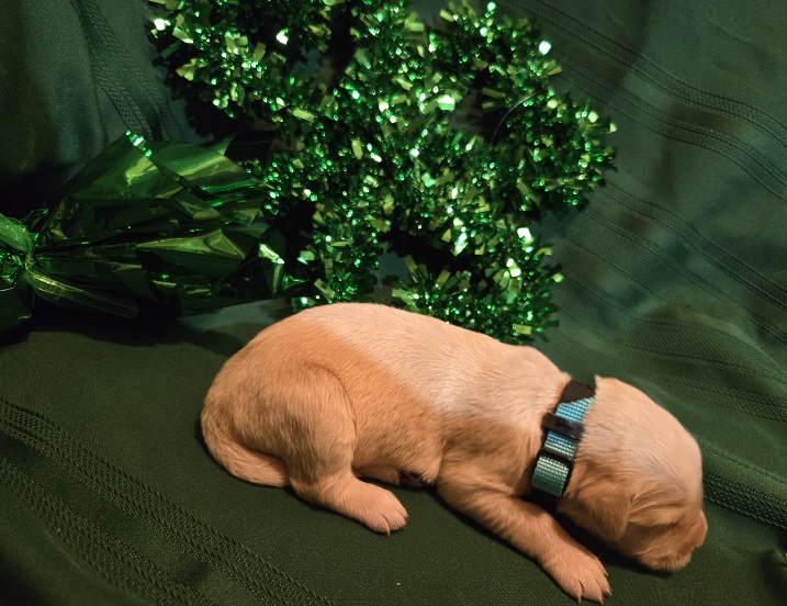 ASHLEY 1 WEEK TEAL BEST