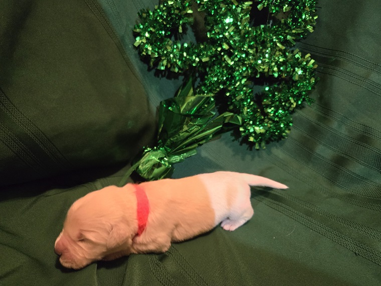 ASHLEY 1 WEEK TIGER BEST