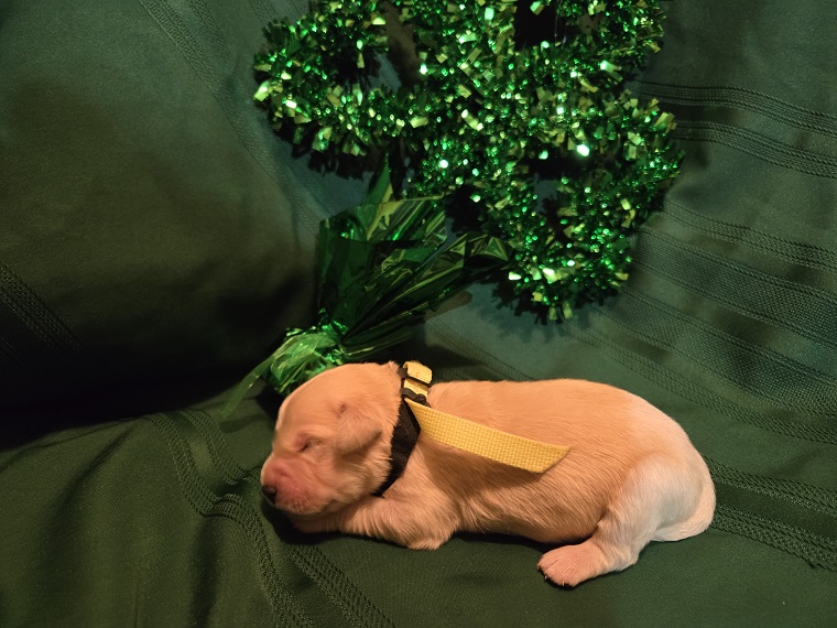 ASHLEY 1 WEEK YELLOW BEST