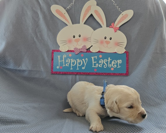 ASHLEY 2 WEEK BLUE BEST