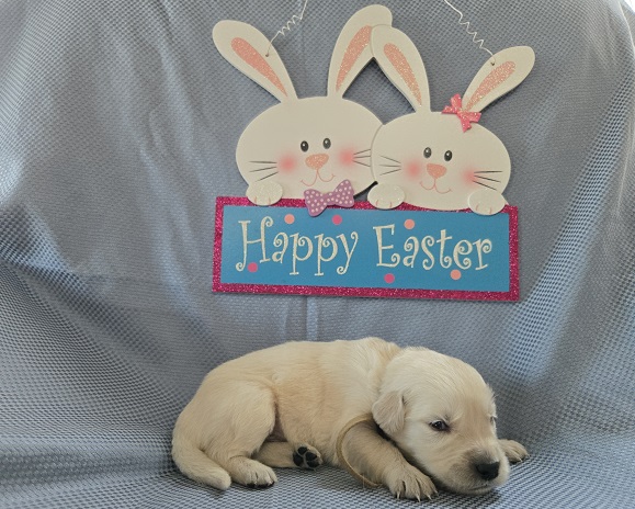 ASHLEY 2 WEEK BROWN BEST