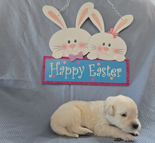 ASHLEY 2 WEEK BURGANDY BEST