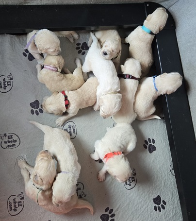 ASHLEY 2 WEEK GROUP BEST