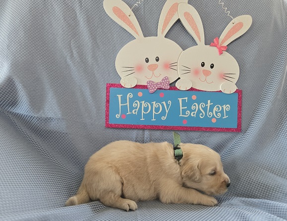 ASHLEY 2 WEEK GROUP GREEN BEST