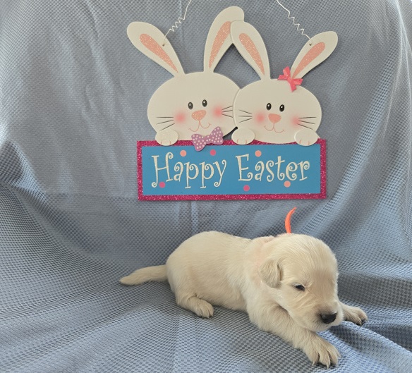 ASHLEY 2 WEEK GROUP ORANGE BEST