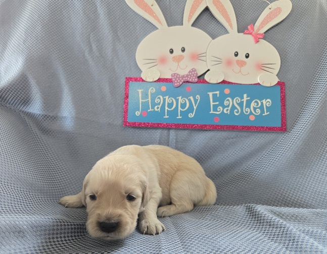 ASHLEY 2 WEEK GROUP PURPLE BEST