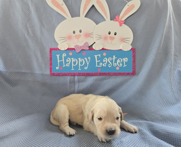 ASHLEY 2 WEEK GROUP ROSE BEST