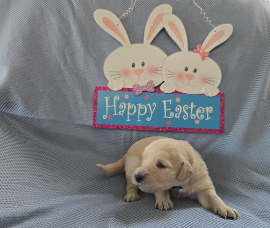 ASHLEY 2 WEEK GROUPTEAL BEST