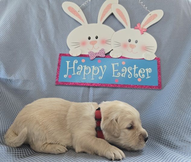 ASHLEY 2 WEEK RED BEST