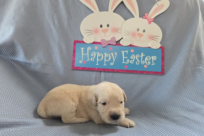 ASHLEY 2 WEEK YELLOW BEST