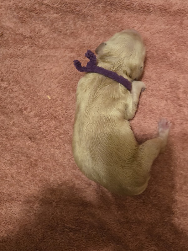 ASHLEY DAY OLD DARK PURPLE BEST