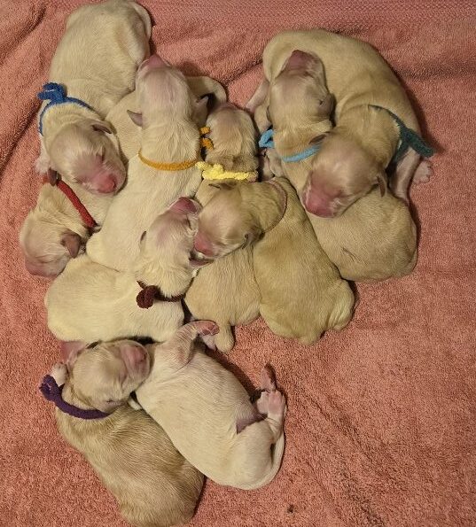 ASHLEY DAY OLD GROUP OF 10 BEST