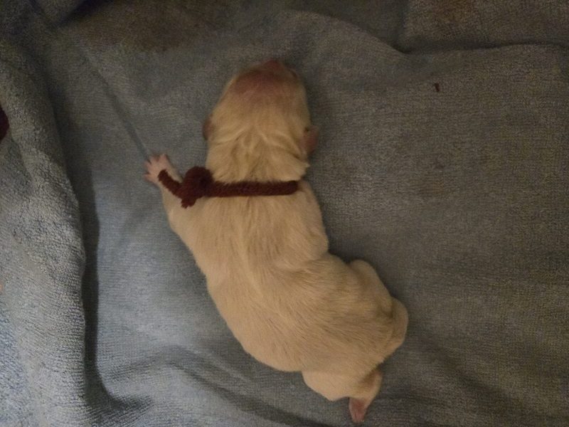 ASHLEY DAY OLD PUPS BURGANDY 2 BEST