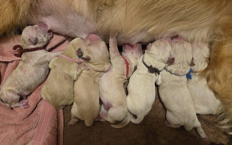 ASHLEY DAY OLD PUPS GROUP OF 6 BEST