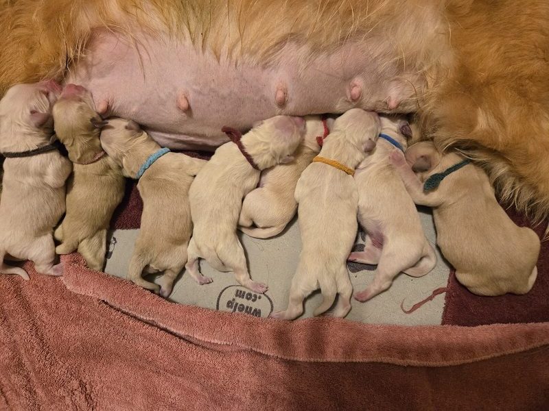ASHLEY DAY OLD PUPS GROUP OF 8 BEST
