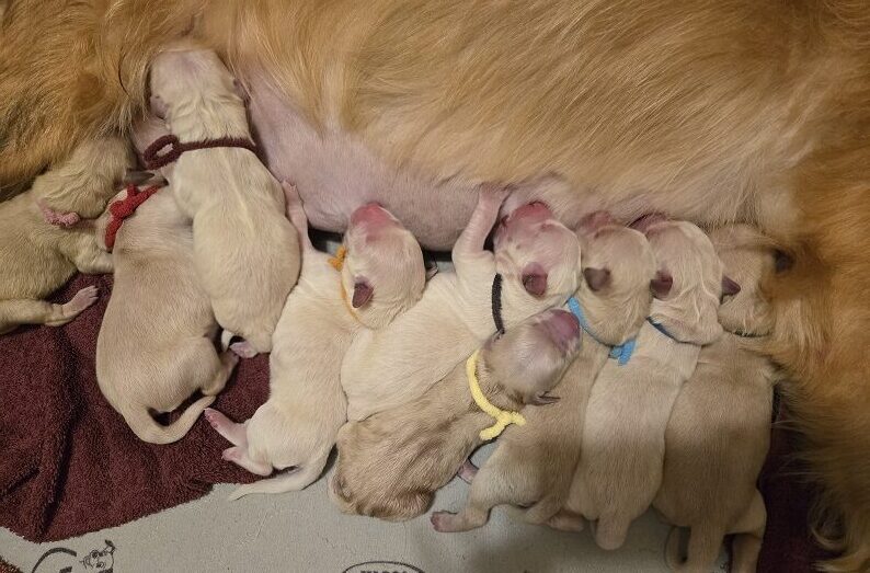 ASHLEY DAY OLD PUPS GROUP OF 9 BEST