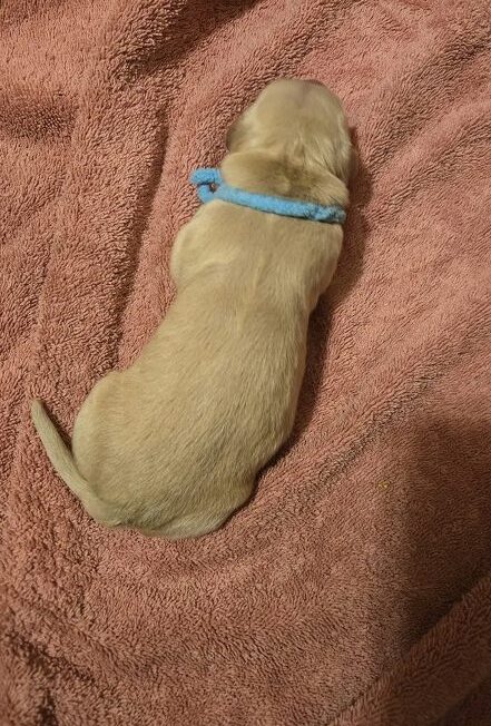 ASHLEY DAY OLD PUPS TEAL BEST