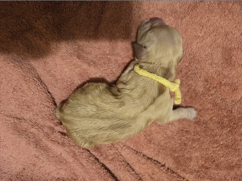 ASHLEY DAY OLD PUPS YELLOW BEST