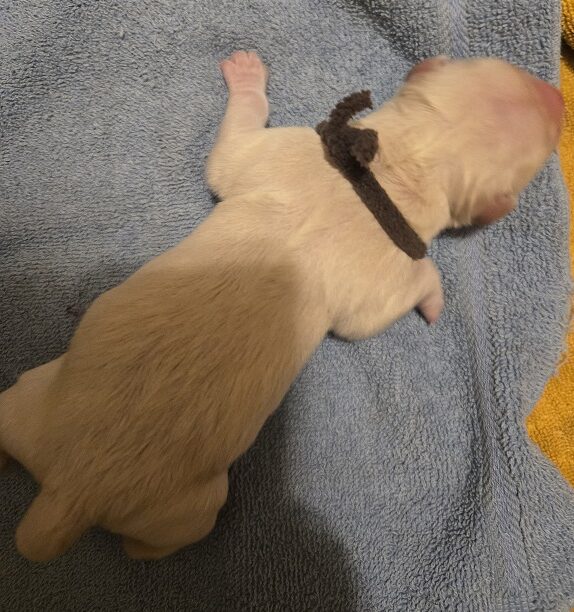 ASHLEYS DAY OLD PUP BROWN BEST