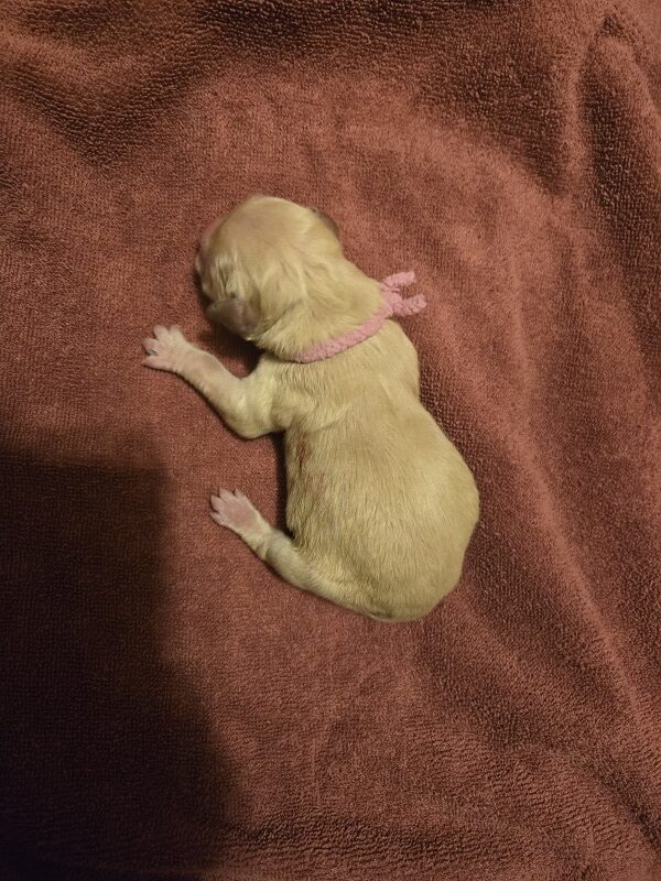 ASHLEYS DAY OLD PUP ROSE BEST