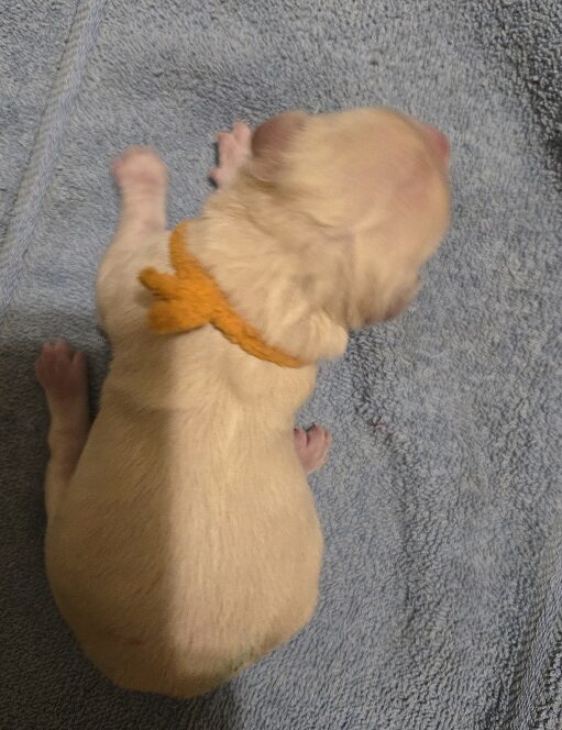 ASHLEYS DAY OLD PUP TIGER BEST