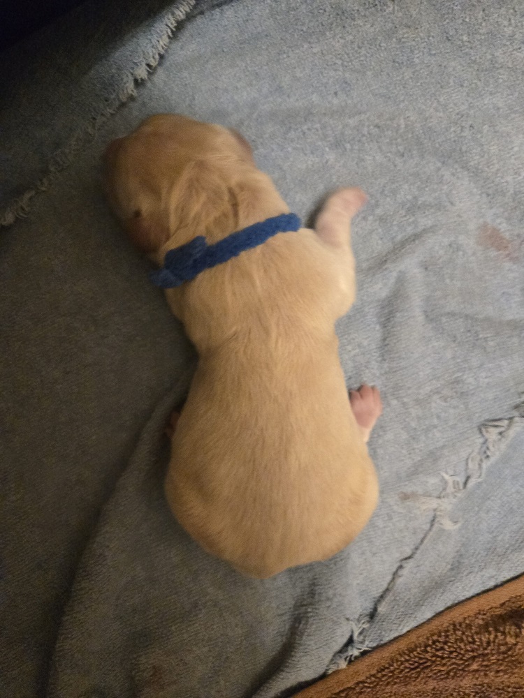 ASHLEYS DAY OLD PUPS BLUE BEST