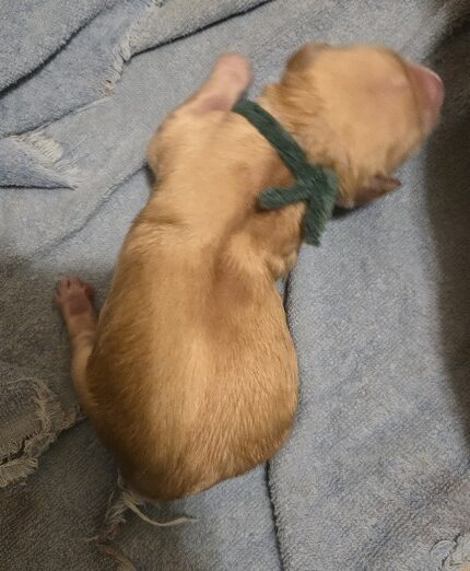 ASHLEYS DAY OLD PUPS HUNTER BEST