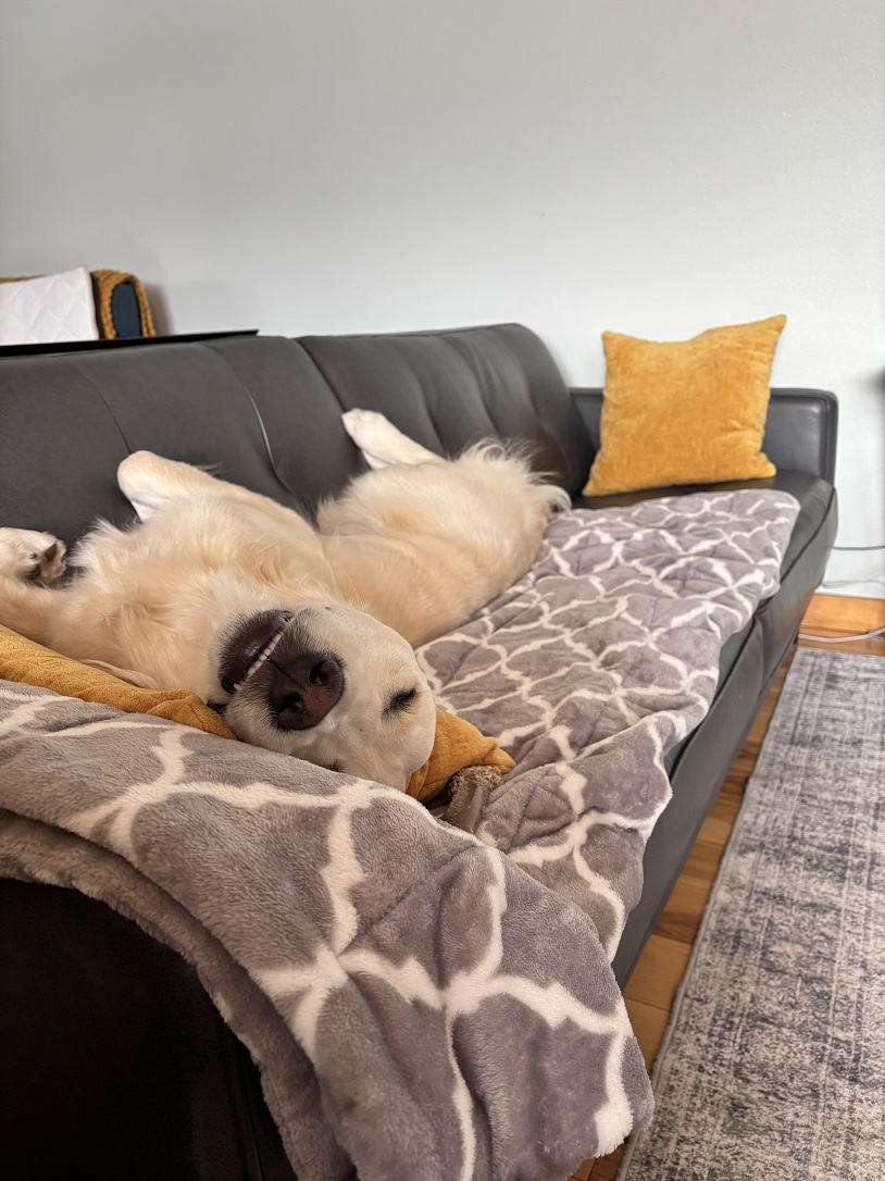 AXEL -REHOME PUP (1)