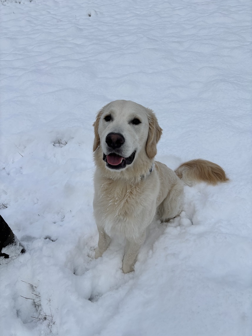 AXEL -REHOME PUP (2)