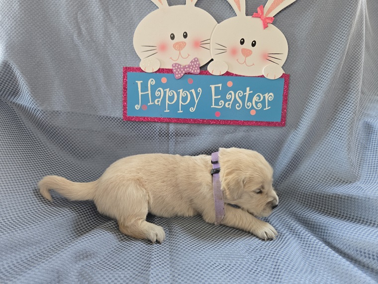 BELLA 2 WEEKS LILAC BEST