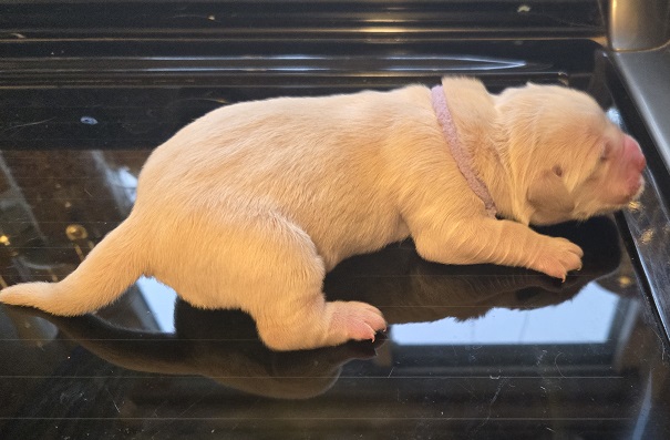 BELLA PUP 1 DAY BEST