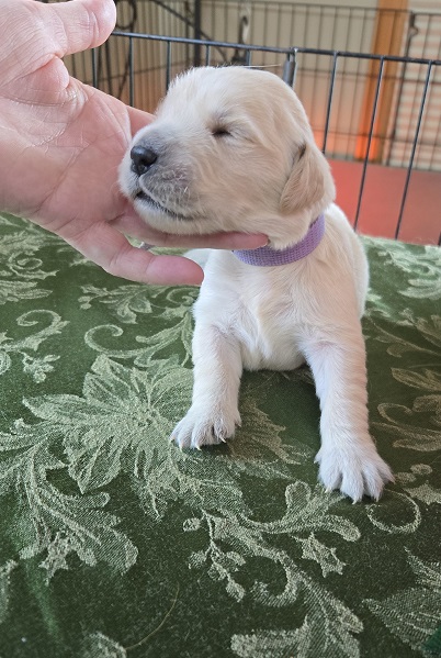 BELLA PUP 1 WEEK BEST