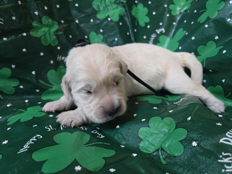 TROUBLES 2 WK BLACK BEST