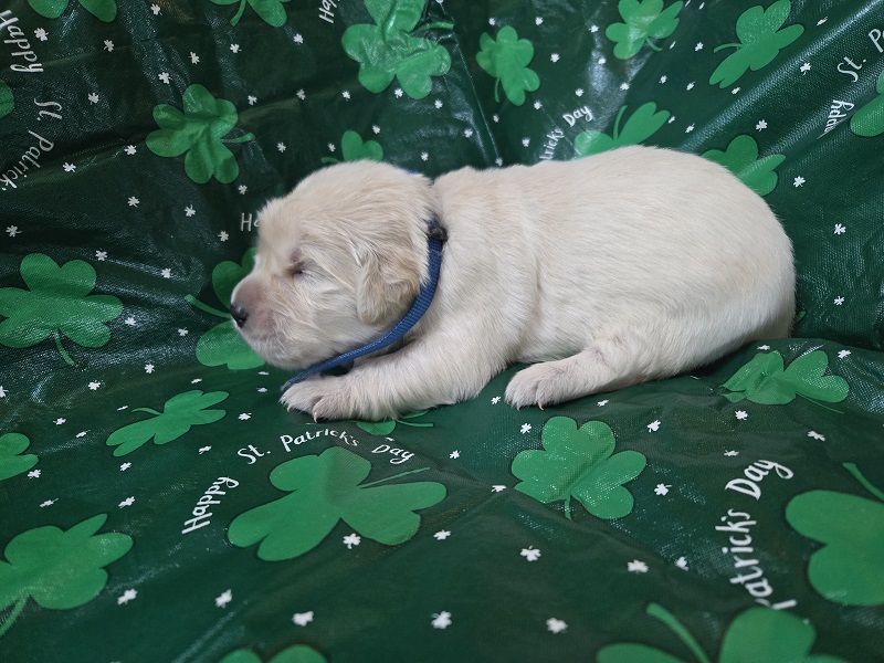 TROUBLES 2 WK BLUE BEST