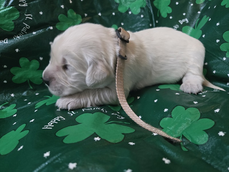 TROUBLES 2 WK BROWN BEST