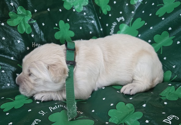 TROUBLES 2 WK HUNTER BEST