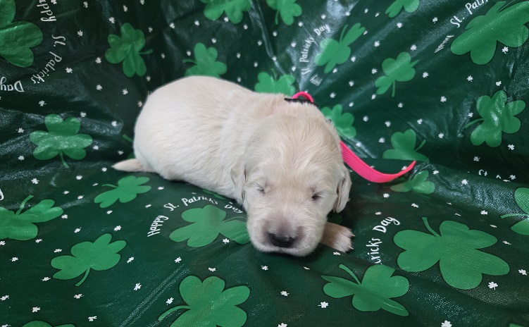 TROUBLES 2 WK PINK BEST