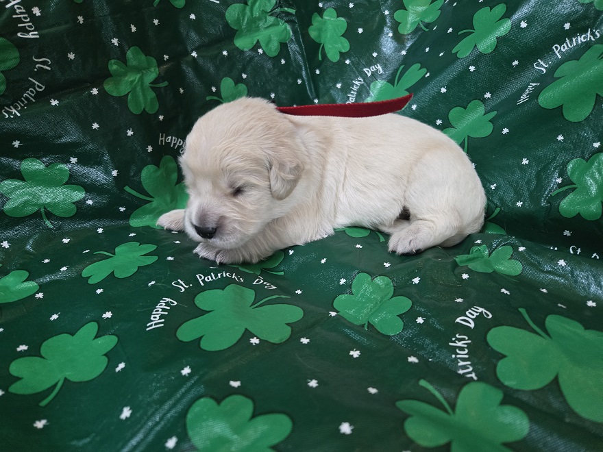 TROUBLES 2 WK RED BEST