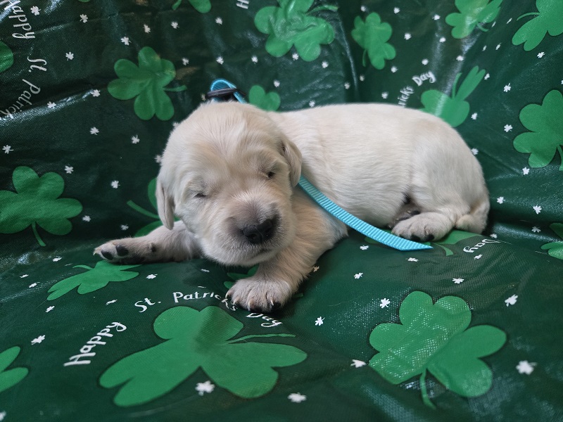 TROUBLES 2 WK TEAL BEST