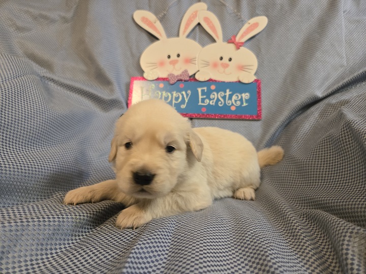 TROUBLES 3 WEEK PICS BLACK BEST