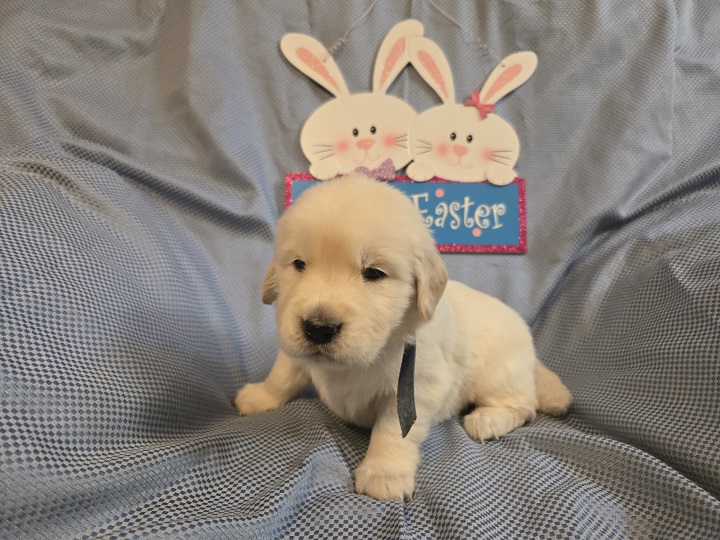 TROUBLES 3 WEEK PICS BLUE BEST