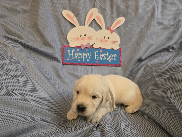 TROUBLES 3 WEEK PICS BROWN BEST