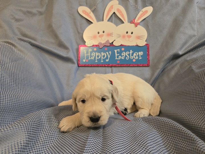 TROUBLES 3 WEEK PICS PINK BEST