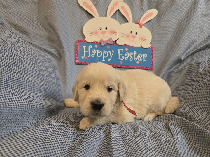 TROUBLES 3 WEEK PICS RED BEST